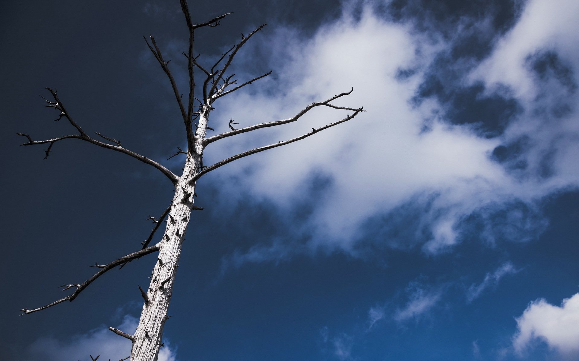 madera cielo minimalismo