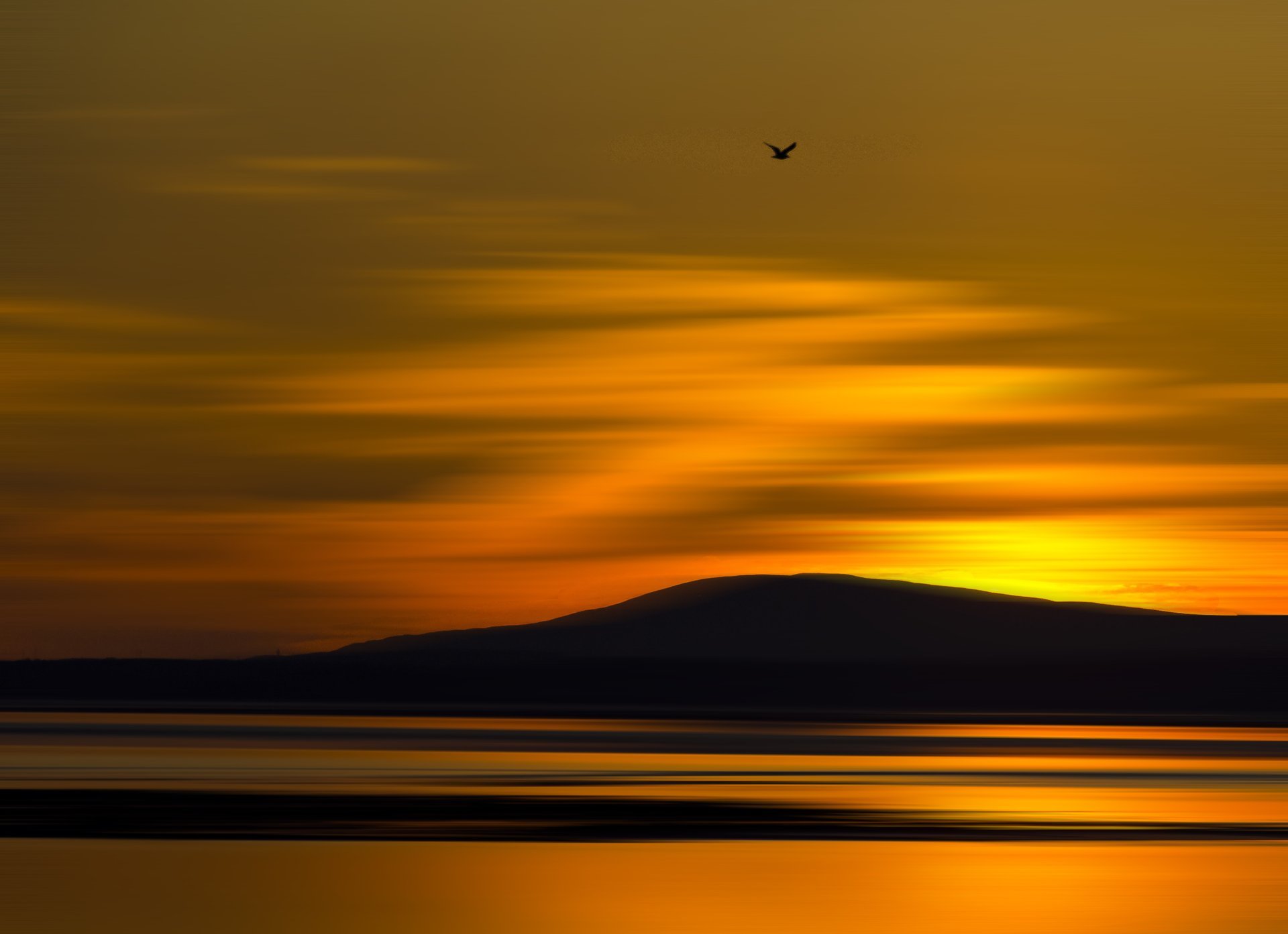 nature sunset sea hill mountain poultry flight