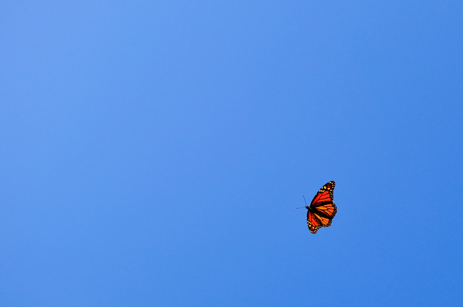 butterfly orange flight blue sky minimalism