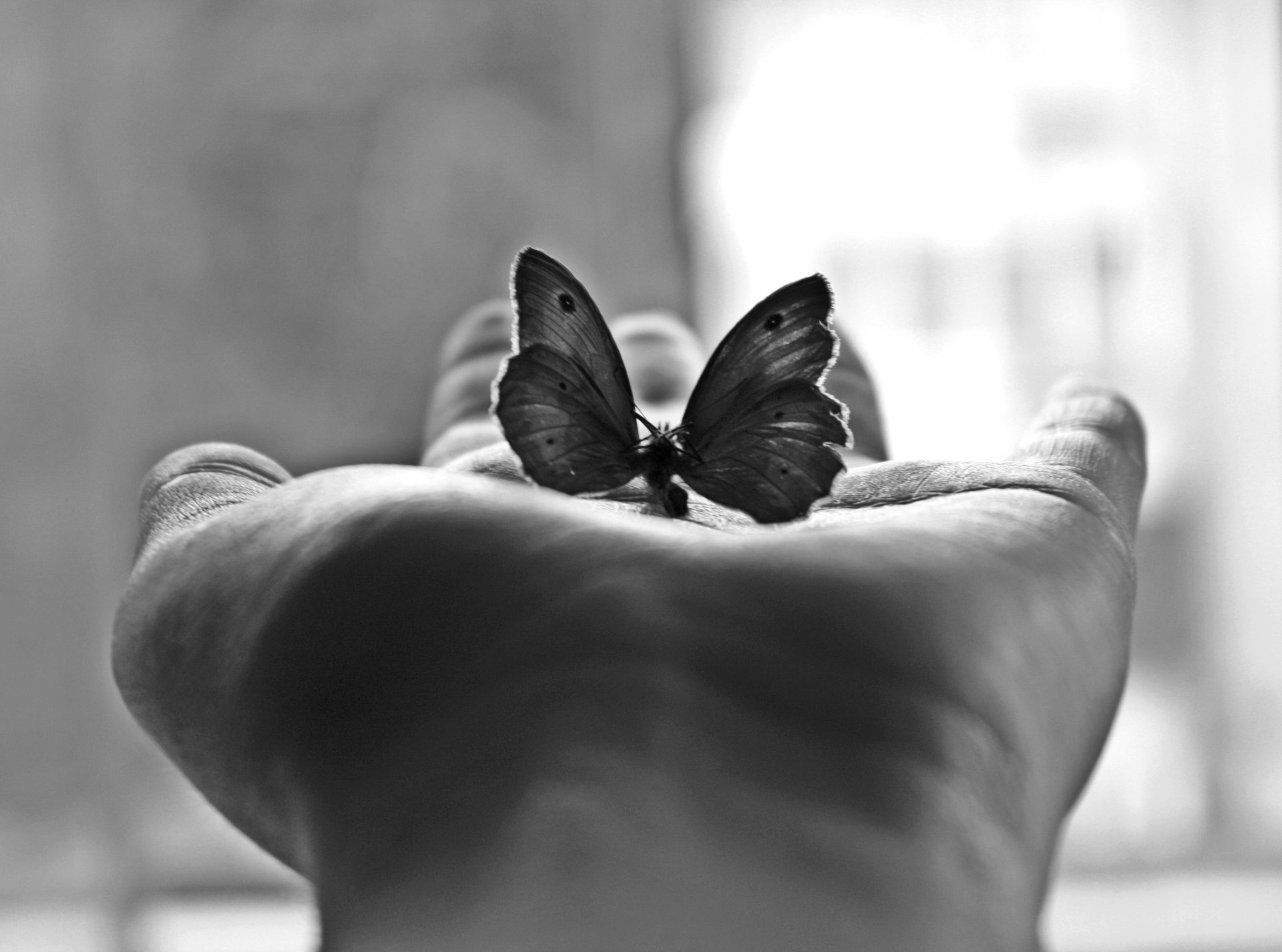 minimalismus palme schmetterling schwarz-weiß-fotografie