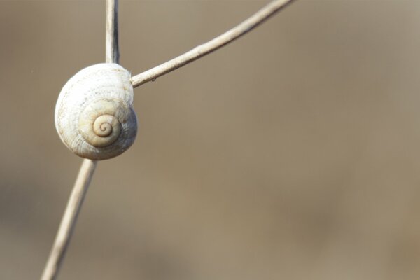 Un Caracol se arrastra sobre una rama hacia arriba