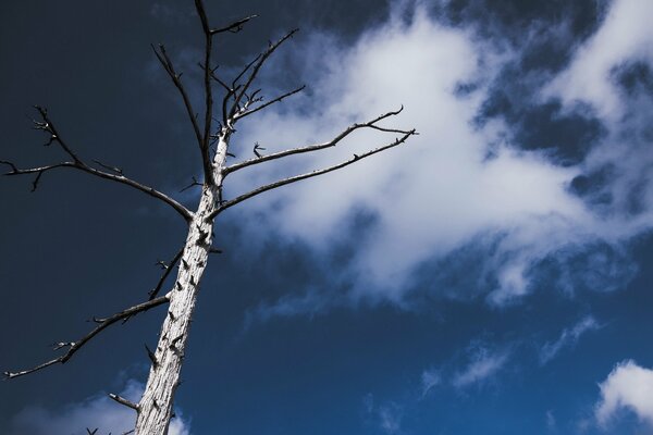 Ciel dans les nuages blancs vue du bas