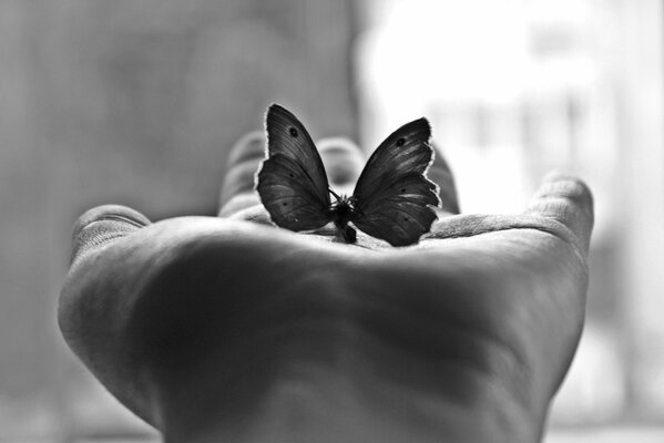 Monochrome photo of a butterfly in the palm of your hand