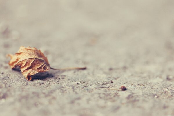 Autumn dry leaf is lying on the ground