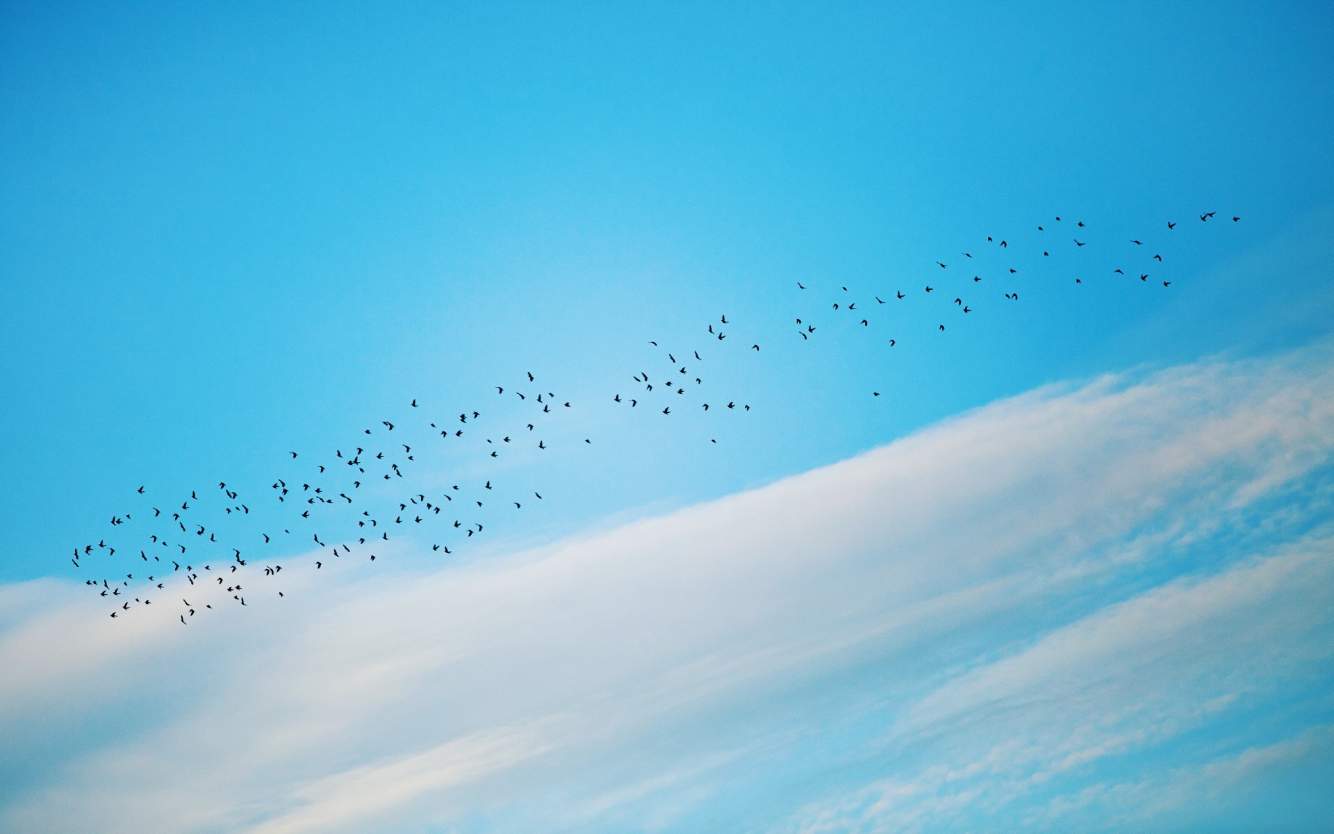 birds sky nature minimalism