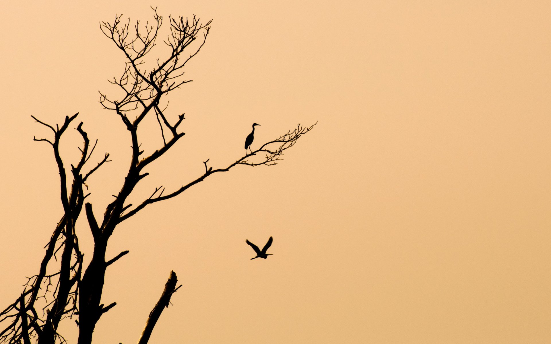 birds tree minimalism background