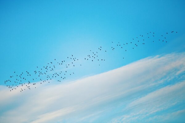 Birds are flying. Blue sky