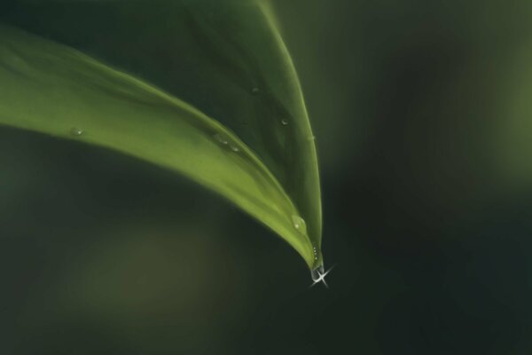 Hoja verde con una gota de rocío