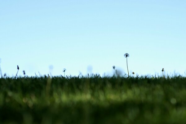 Summer is coming soon, dandelions have faded