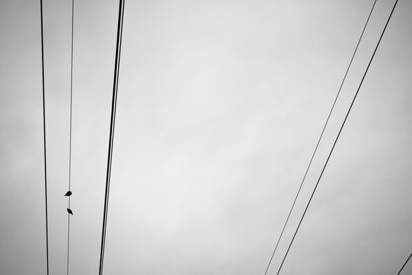 Pájaros en cables contra un cielo gris otoñal