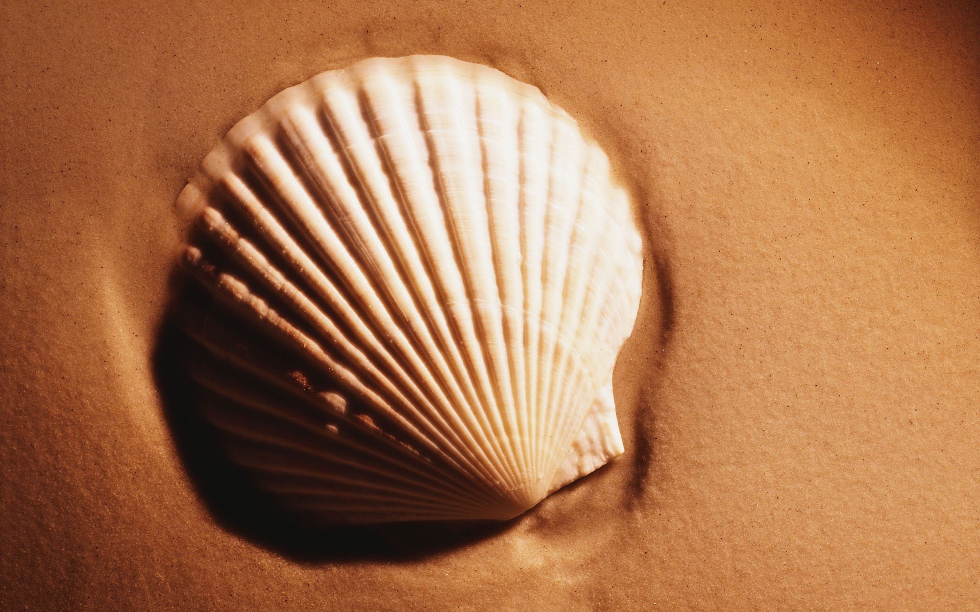 muscheln sand