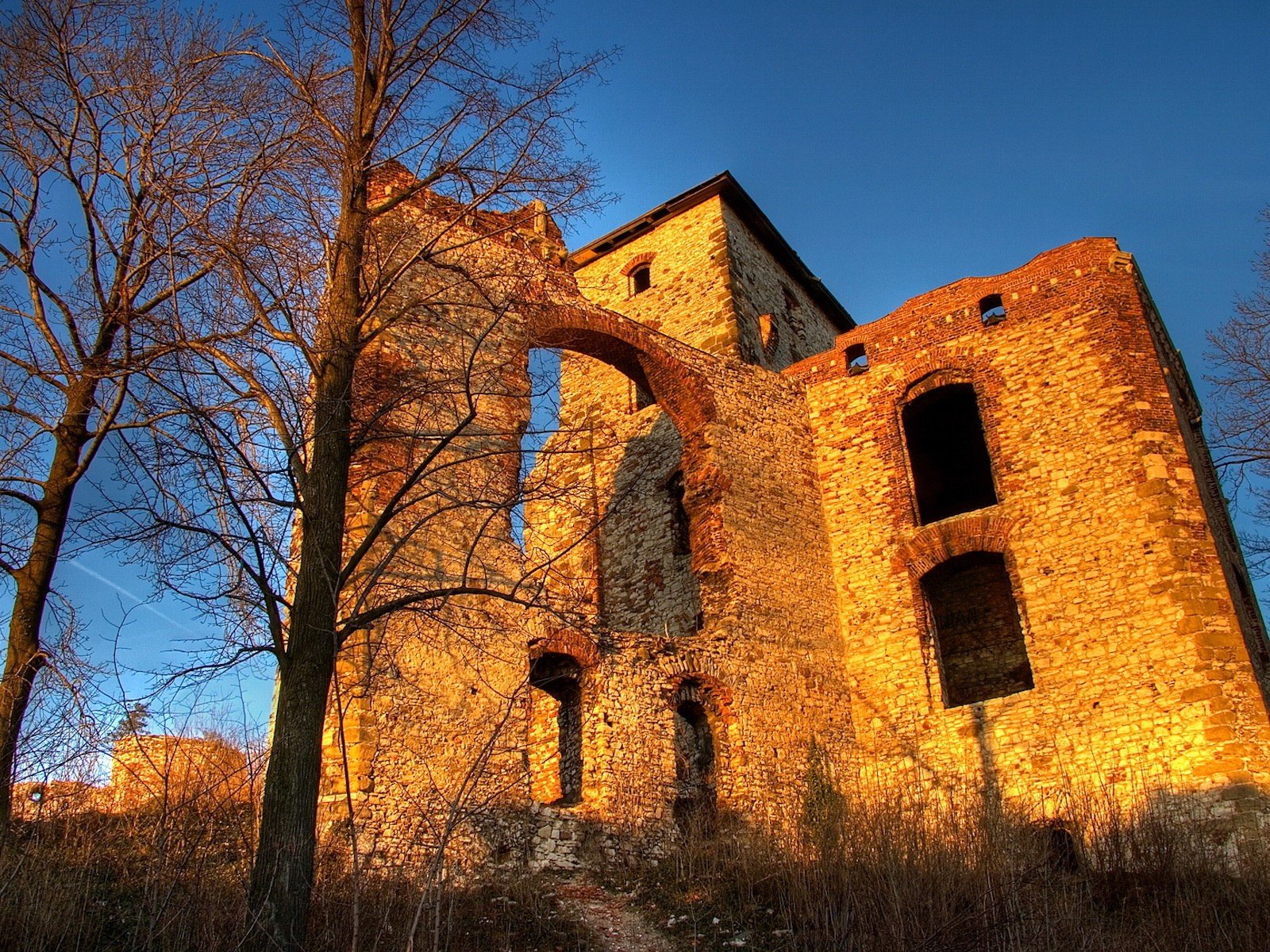 arbres bâtiment ruines