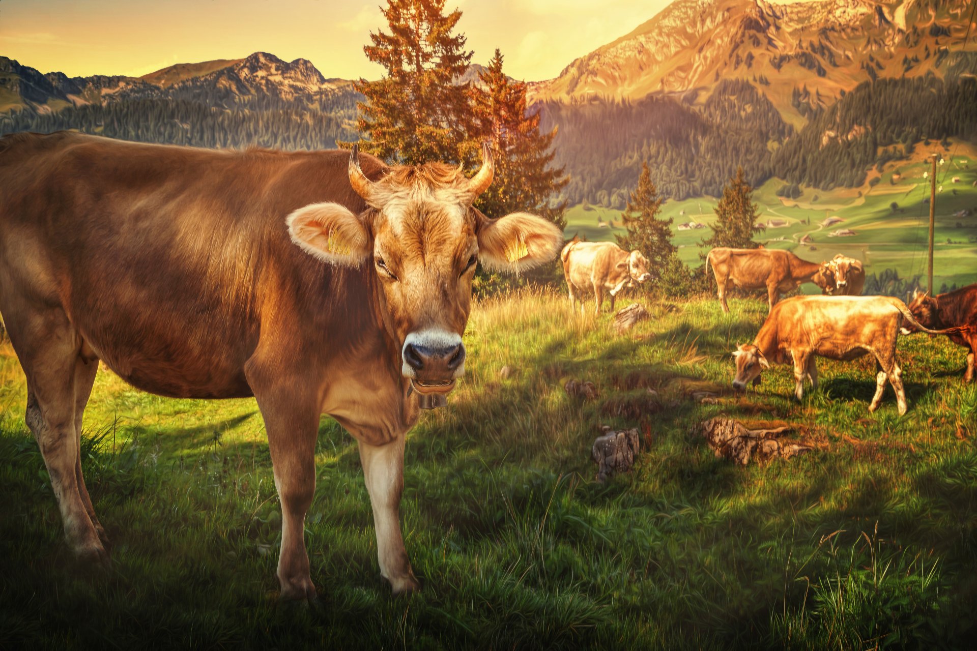 vaches montagnes traitement