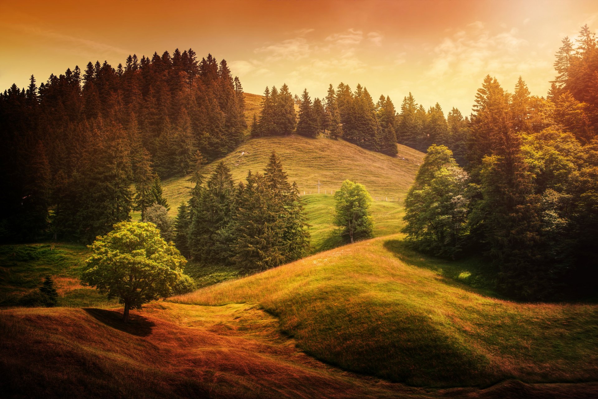 alpine vagues des collines des arbres traitement