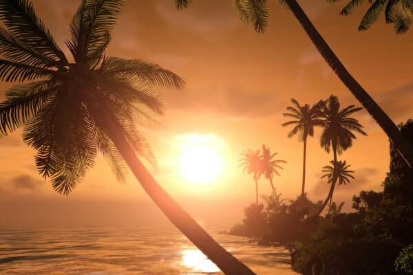 Sunset in the tropics view of palm trees