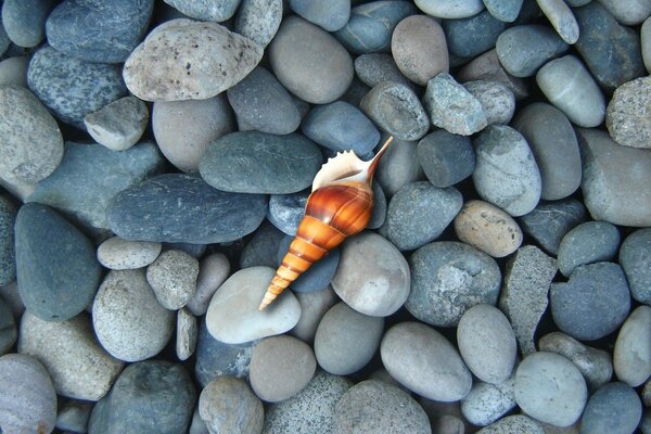 Shell on the background of large stones