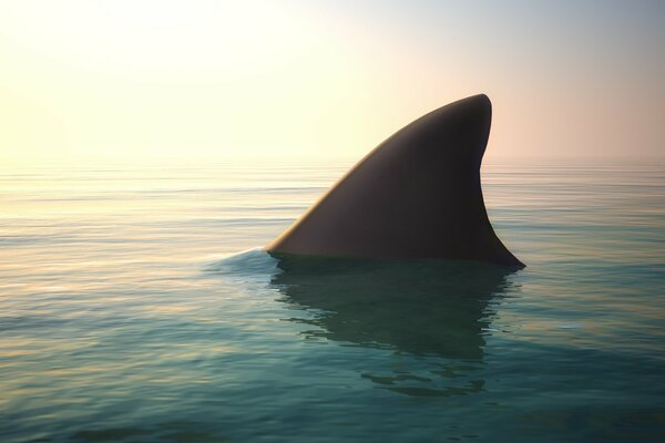 Danger is near - shark fin in the ocean