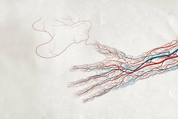 Venous circulation system of the hand