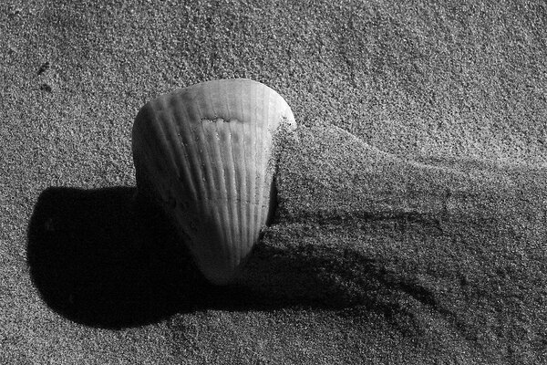 Coquillages sable mer ciel bleu et se détendre