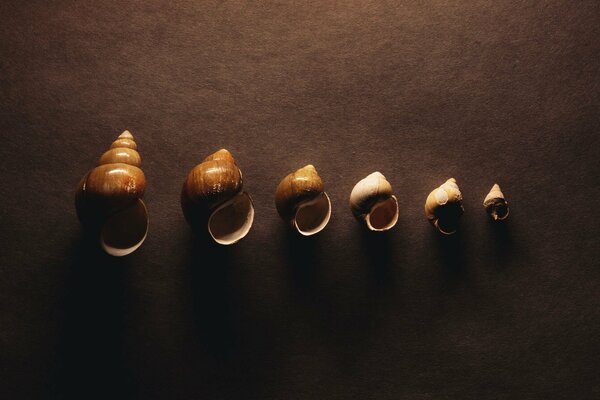 Minimalism shells beauty wallpaper