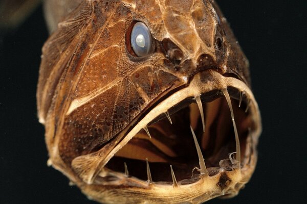 The mouth of a fish with sharp and long teeth