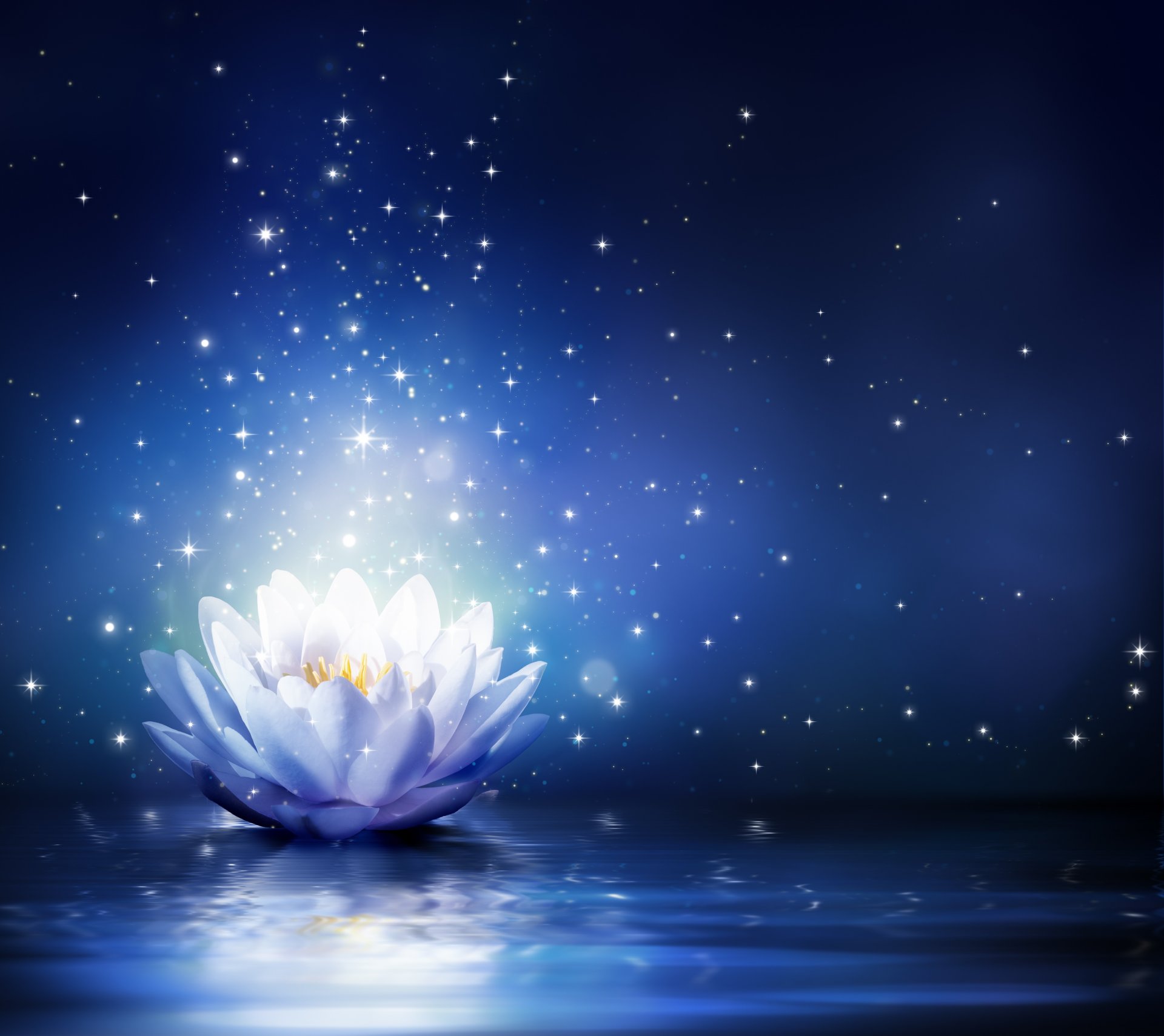 water lily flower bloom water sparkle lotus light