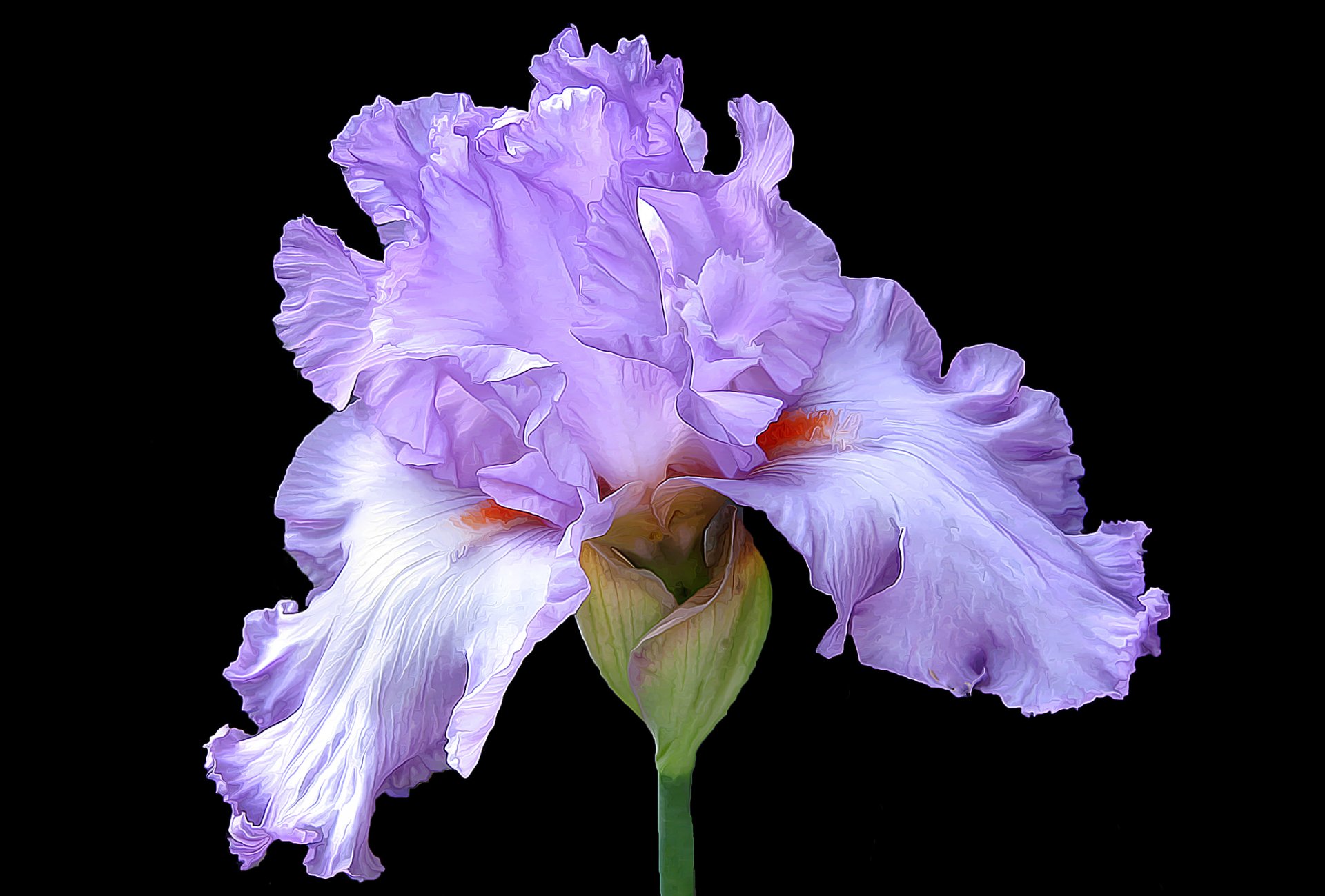 flower iris petals close up