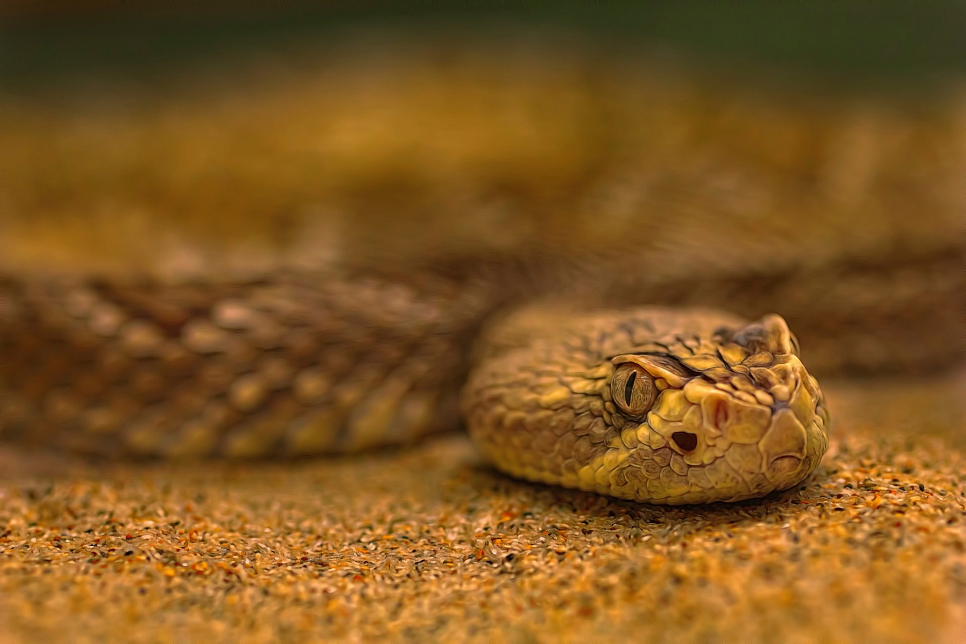 serpiente arena bokeh procesamiento