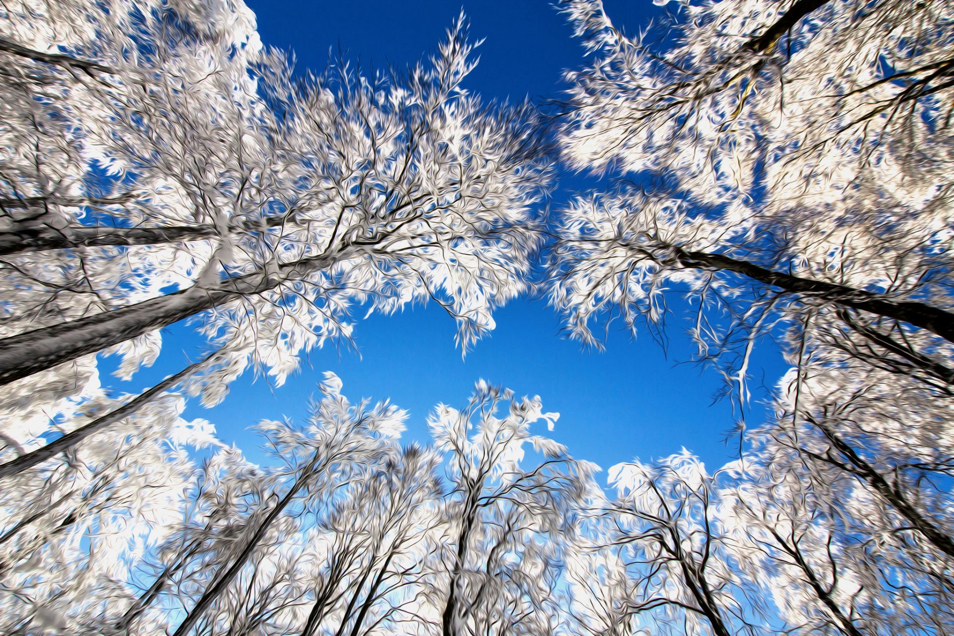 natur himmel bäume zweige schnee linien barcode