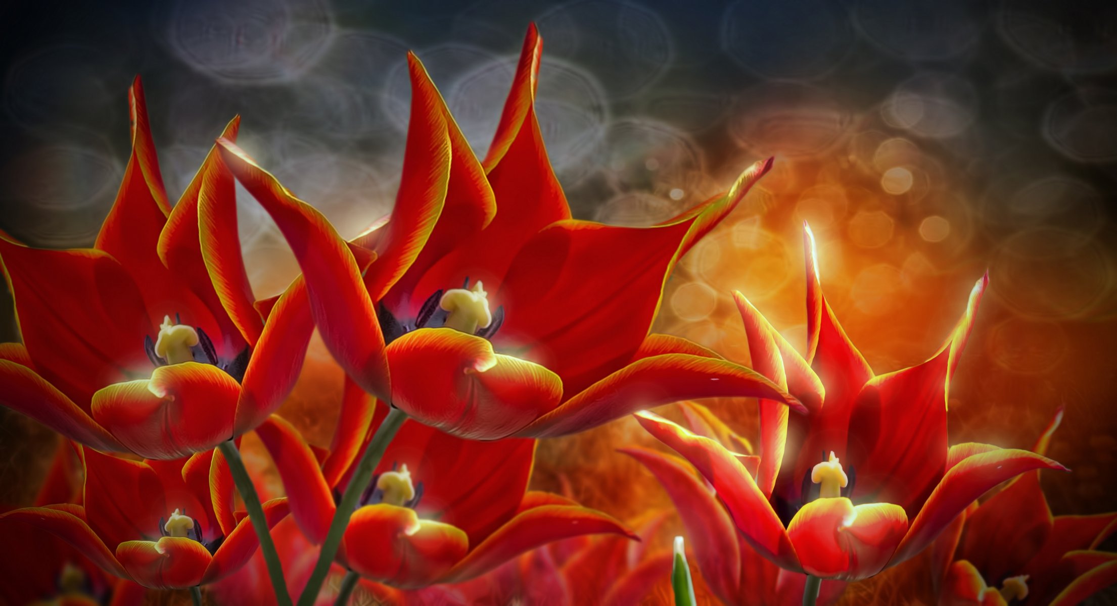 3d fleurs tulipes