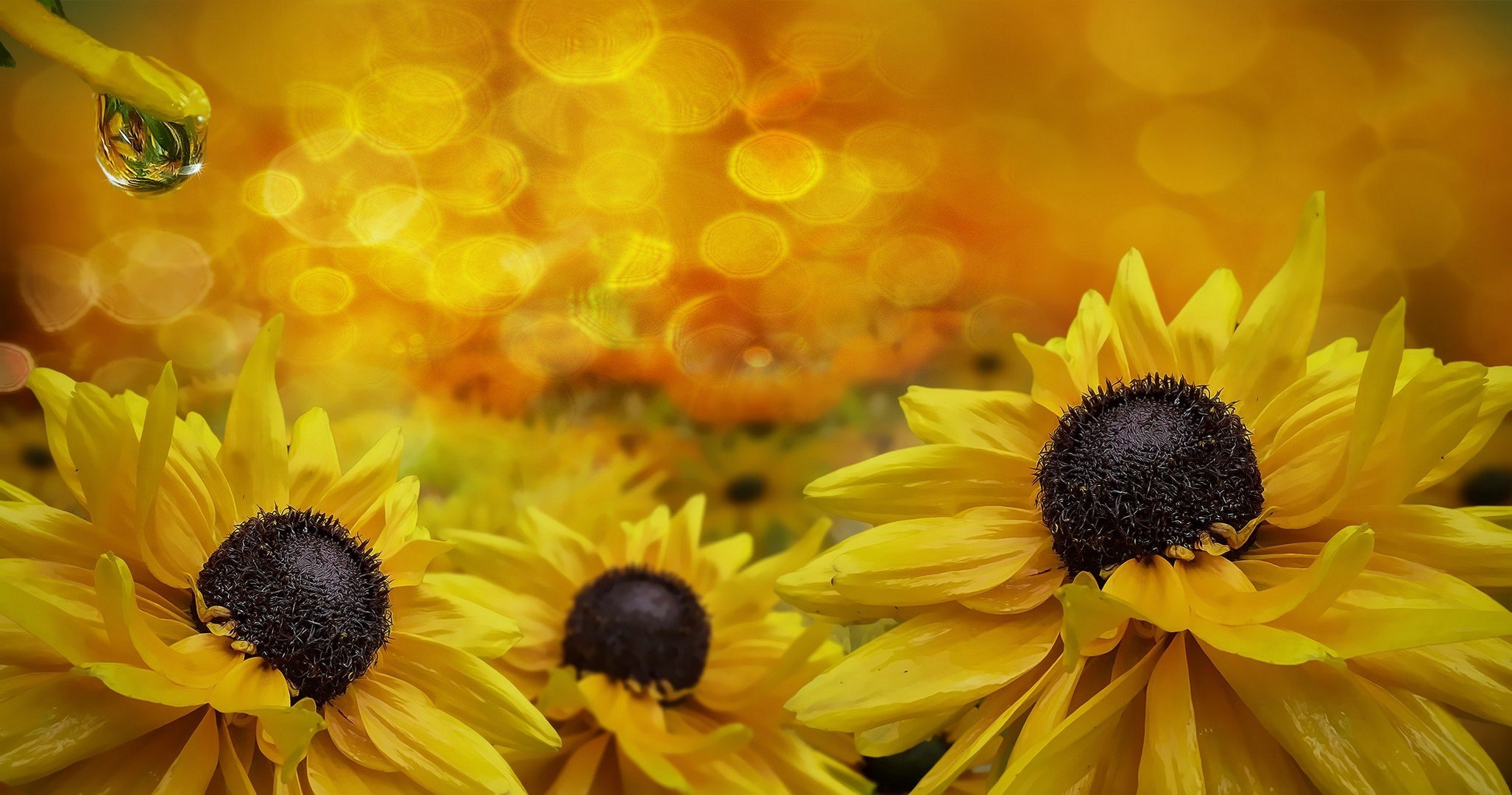 blumen tröpfchen tautropfen tropfen