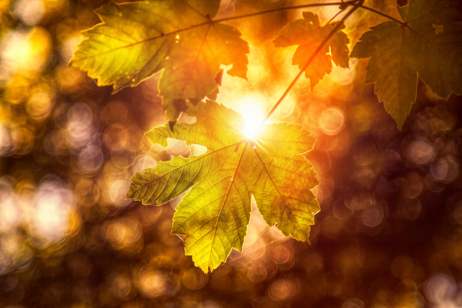 foglia autunno lavorazione