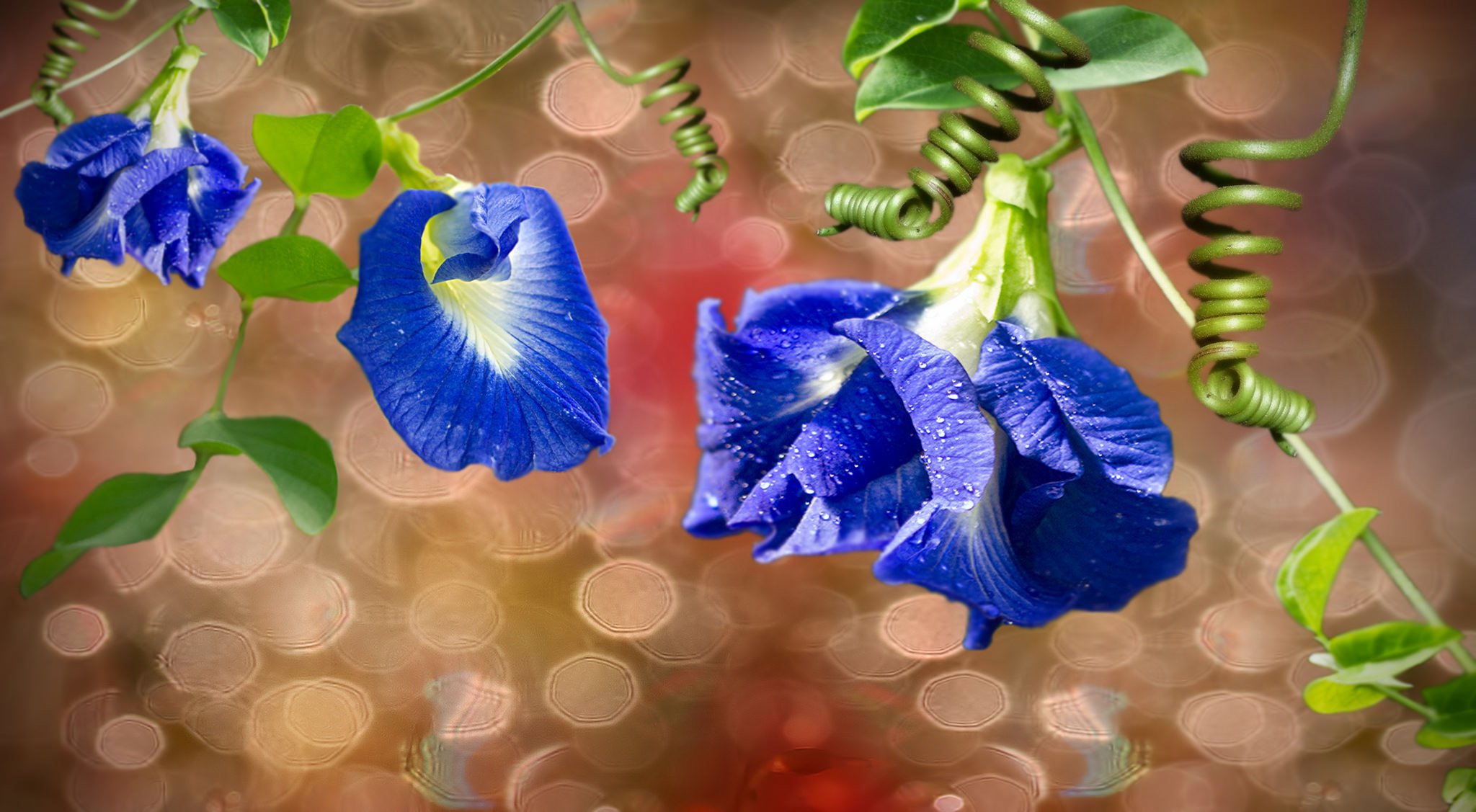 flower blue leaves vetochki.puzyri