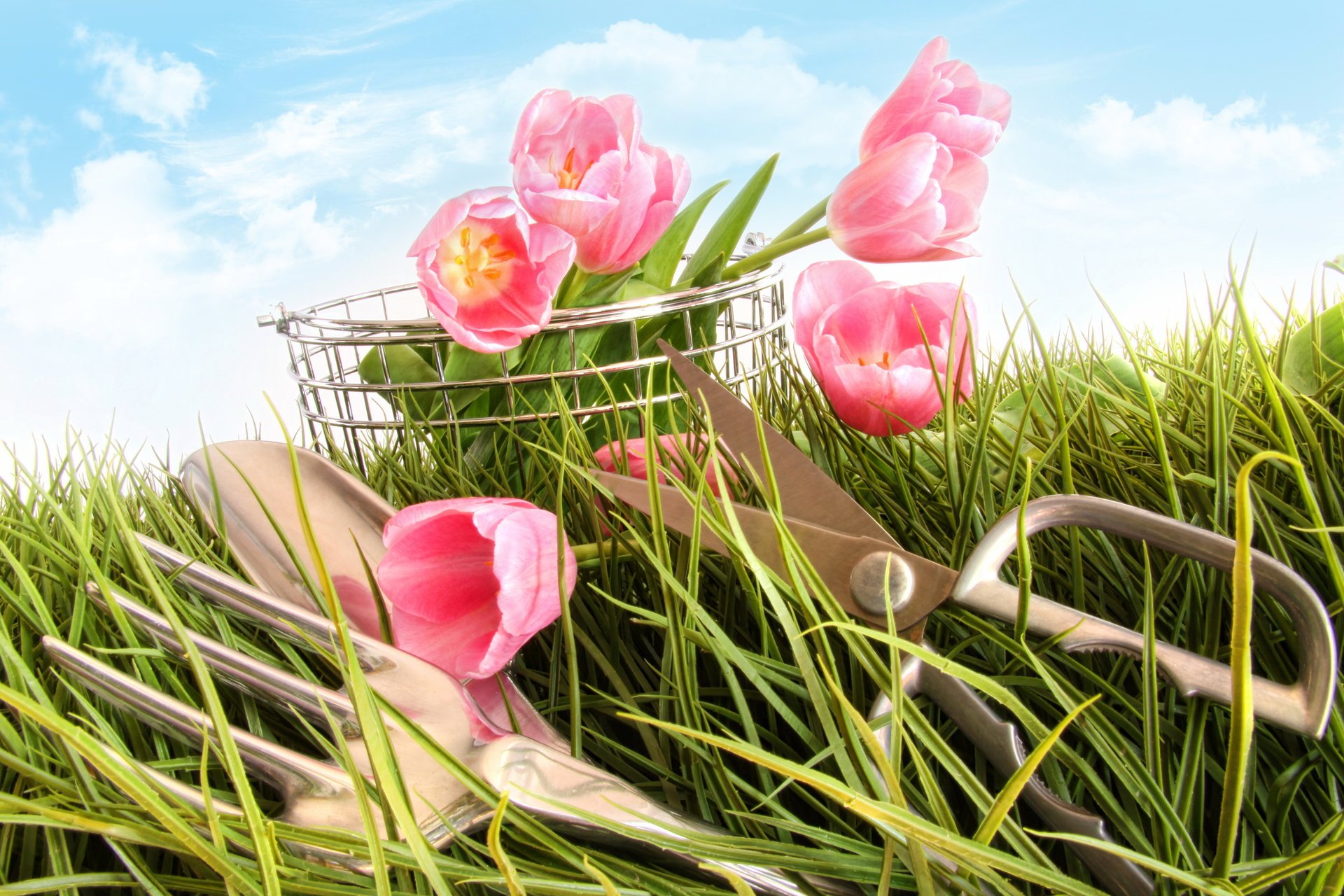 tulips pink grass flower scissors fork photo