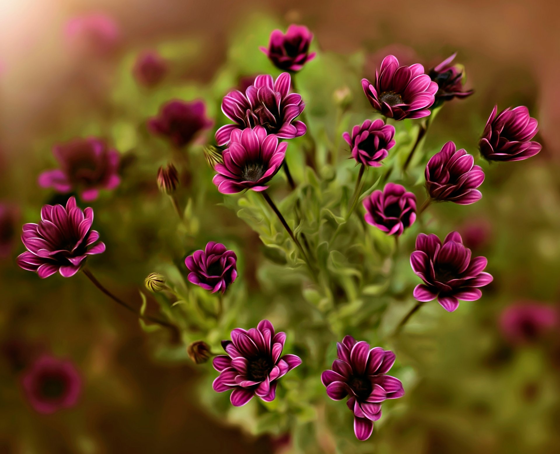 dina telhami verschluss blumen verarbeitung bokeh