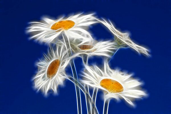 Bellissimi fiori di Margherita sullo sfondo del cielo