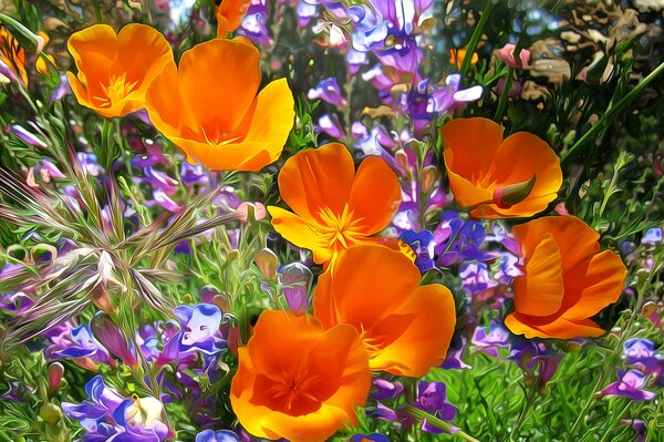 Wildflowers in the summer heat