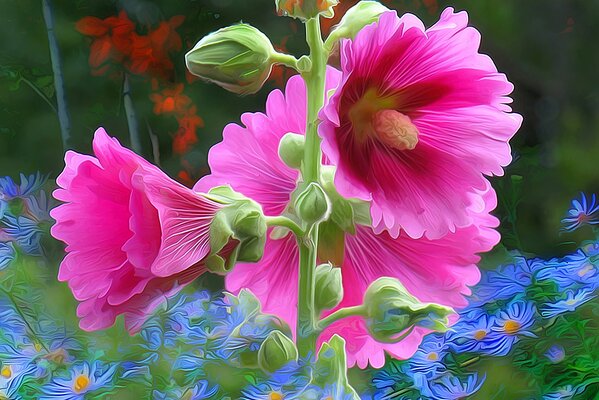 Pink mallow flowers with blue daisies