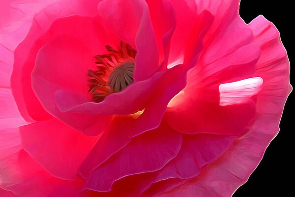 Pink poppy flower in the garden