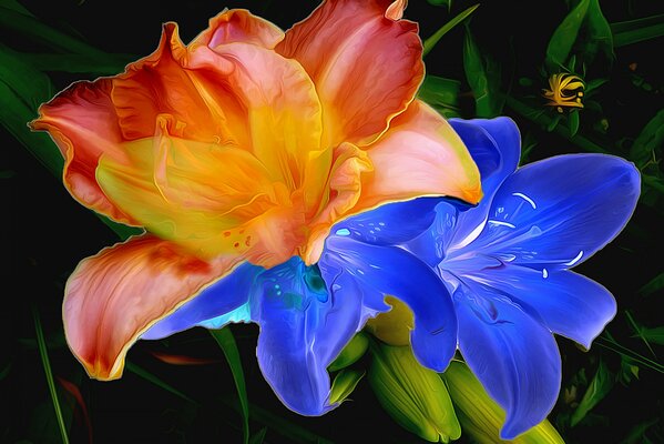 Lily with orange and blue petals