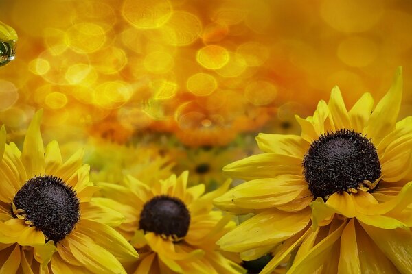 Solaire de fleurs jaunes gouttes de rosée