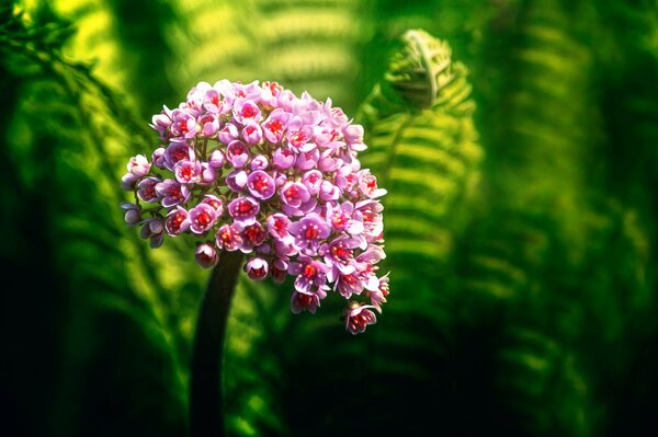 Fleur rose sur fond floue