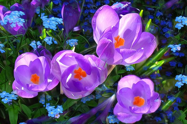 Lila Krokusse auf einem Hintergrund aus Gras und kleinen blauen Blüten