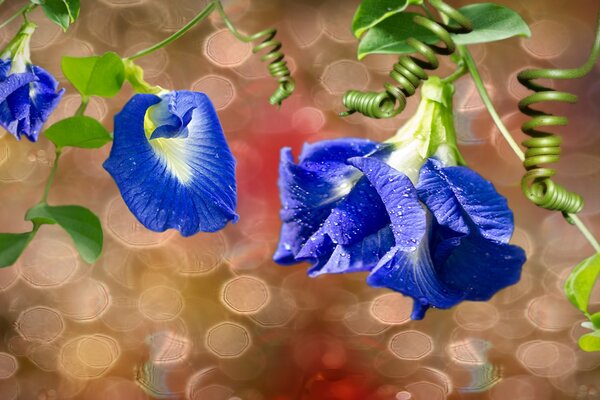 Flores azules con rocío en hojas con brotes en espiral