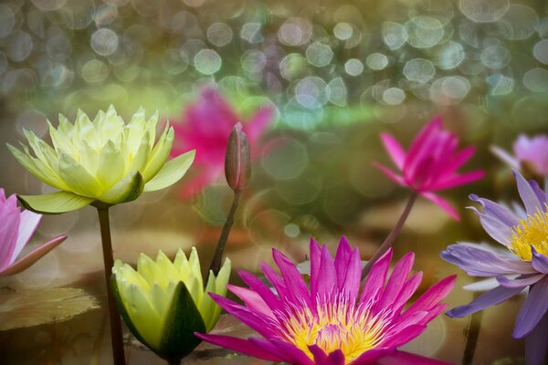 Water lilies are surrounded by bubbles