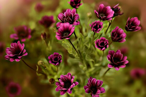 A bouquet of small purple flowers