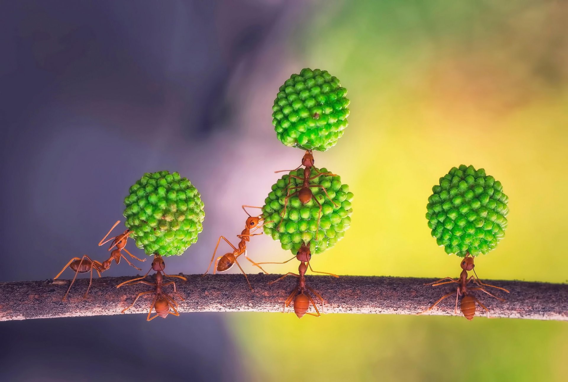 les fourmis l équipe acrobatique etude