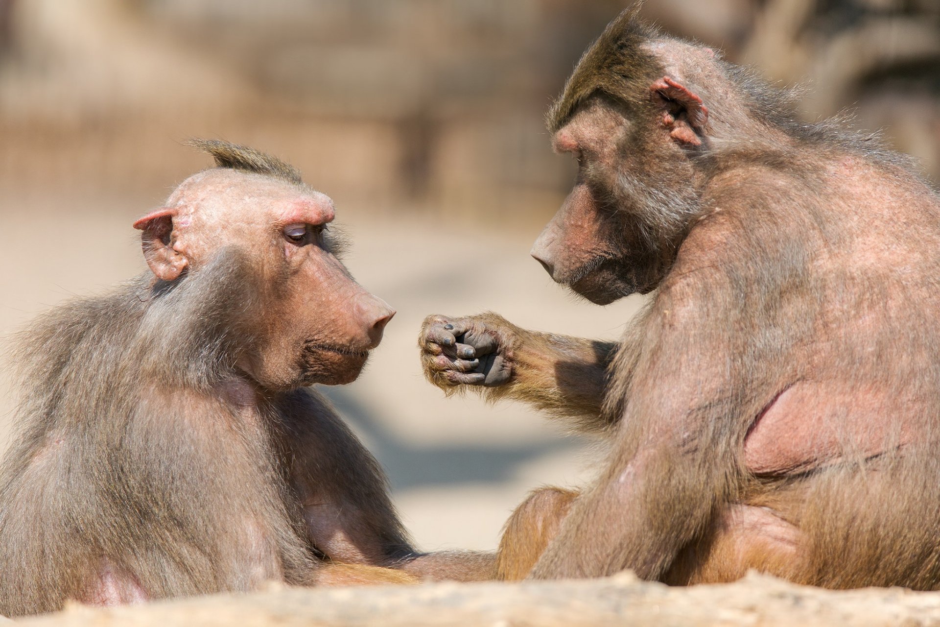 le singe un jeu de pierre-papier-ciseaux zoo