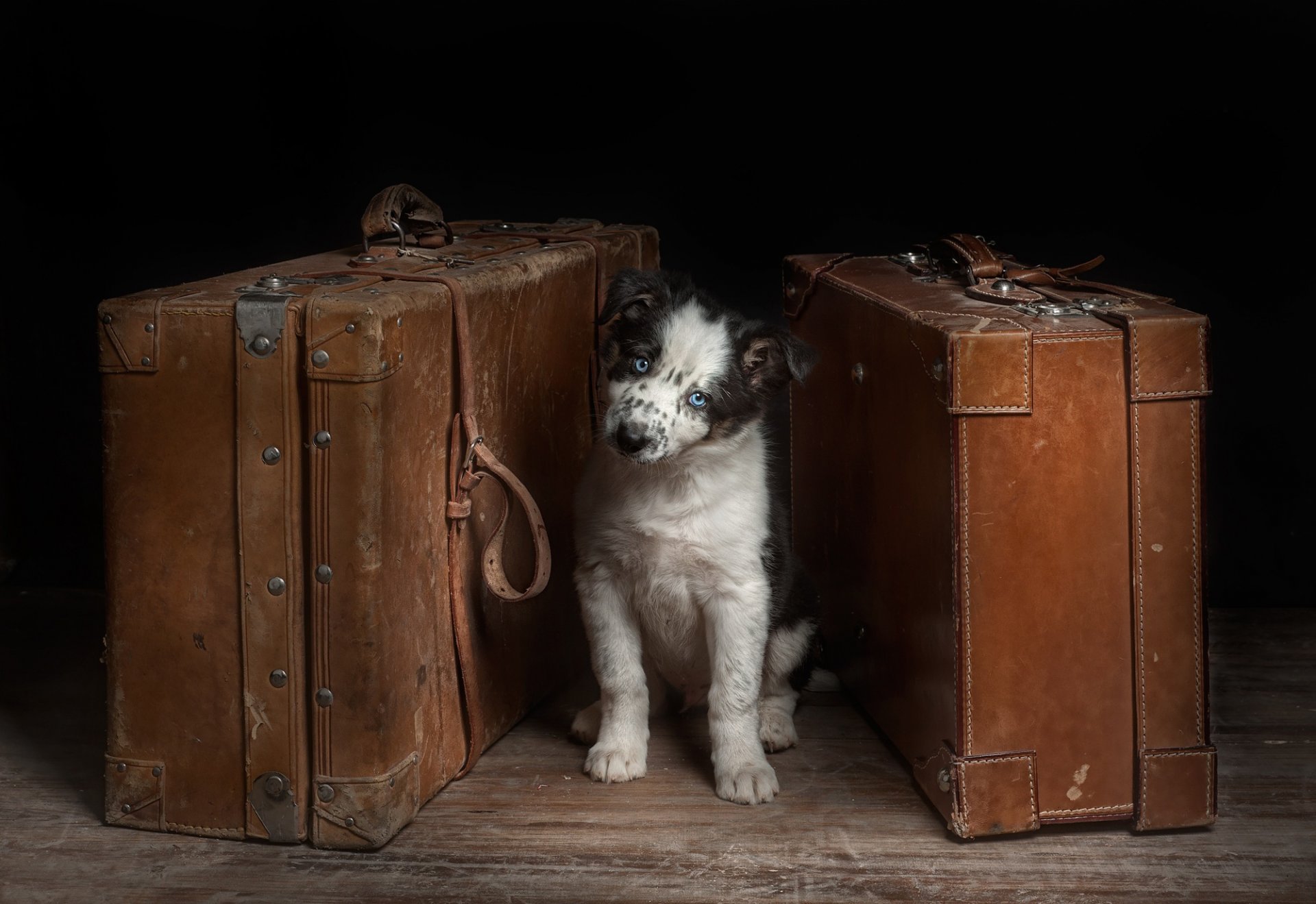 le chien les valises les avis les uns