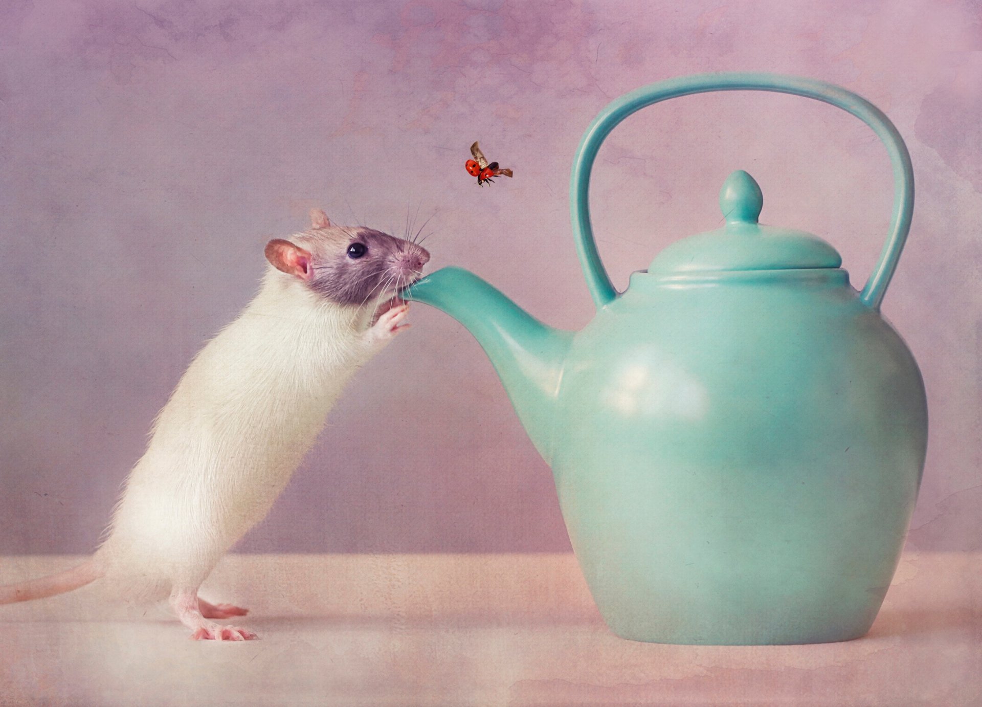 mouse kettle thirst